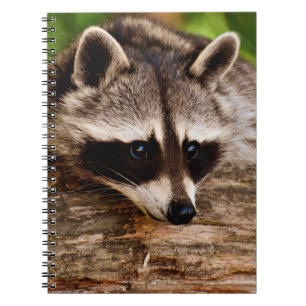 Cuaderno Raccoon
