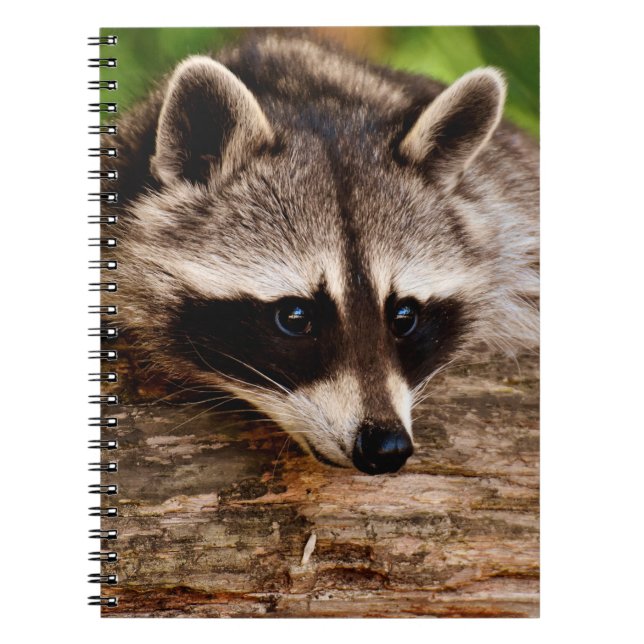 Cuaderno Raccoon (Frente)