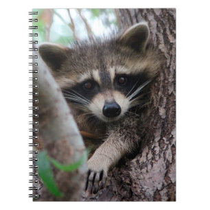 Cuaderno Raccoon