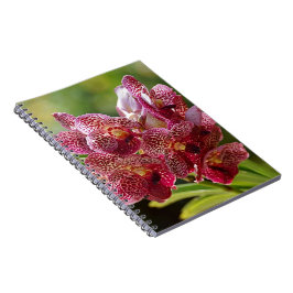 Cuaderno Racimo tropical de la orquídea de Vanda
