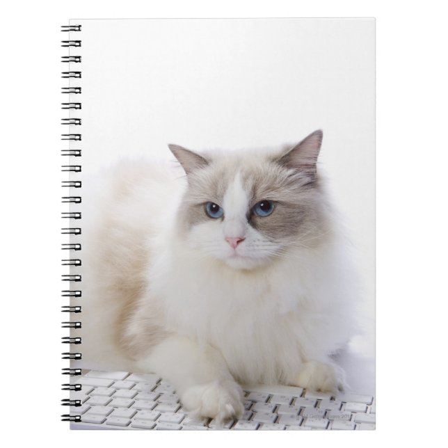 Cuaderno Ragdoll cat en el teclado del ordenador (Frente)