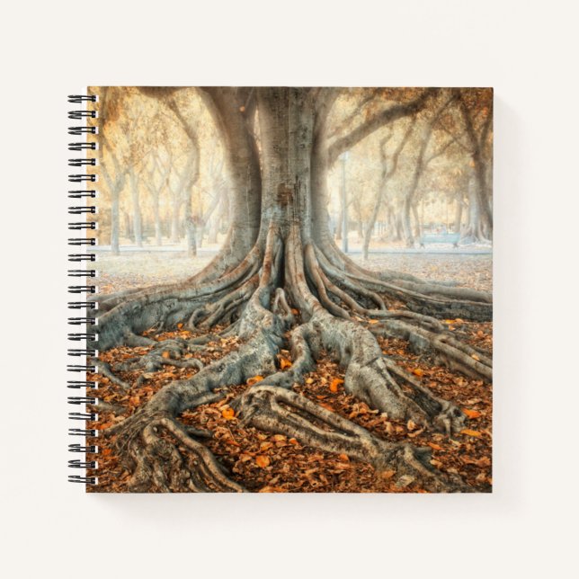 Cuaderno Raíces de árboles antiguos (Anverso)