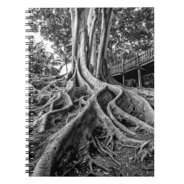 Cuaderno Raíces masivas de árbol de caucho (Frente)