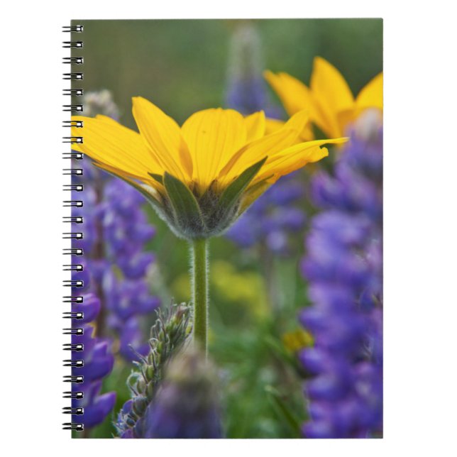 Cuaderno Raíz de arrowleaf de bálsamo y lucioperca en flor  (Frente)