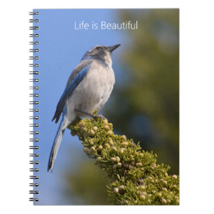 Cuaderno Rama de árbol de pájaro azul (mi fotografía)