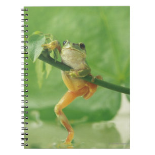 Cuaderno Rana arbórea