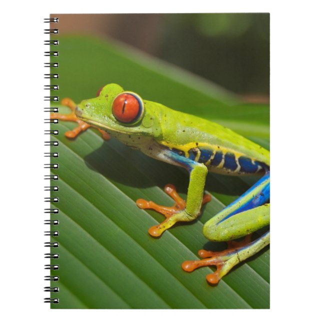 Cuaderno Rana Arbórea (Frente)