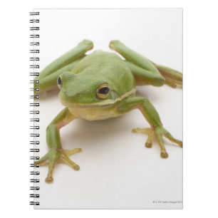 Cuaderno Rana arbórea verde