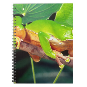 Cuaderno Rana arborícola mono gigante bicolor, Phyllomedusa