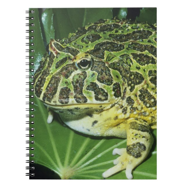 Cuaderno Rana Cornuda Ornata, (Ceratophrys ornata), (Frente)