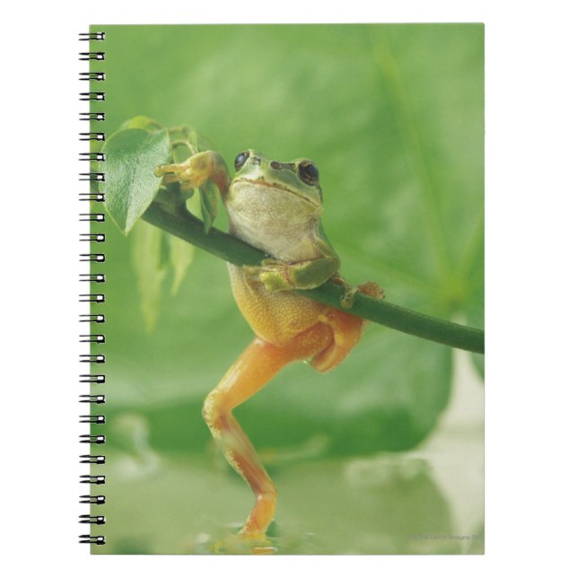 Cuaderno Rana de árbol (Frente)