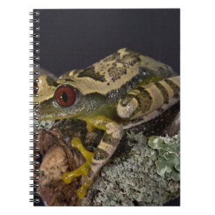 Cuaderno Rana de árbol de ojo rojo africana, Leptopelis