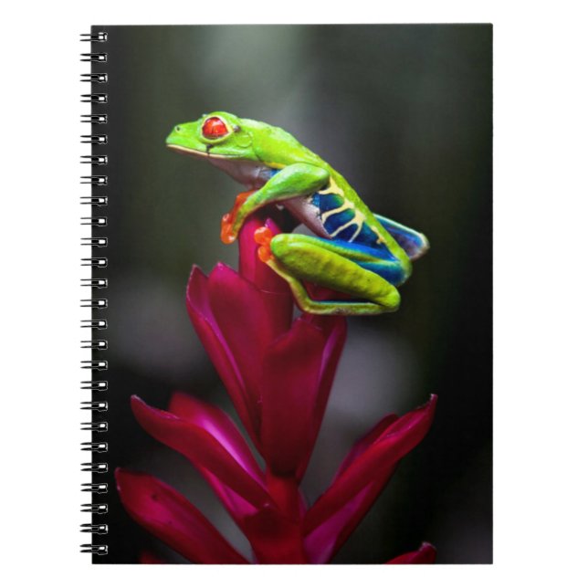 Cuaderno Rana de ojos rojos (Frente)