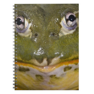 Cuaderno Rana toro africana, Pyxicephalus
