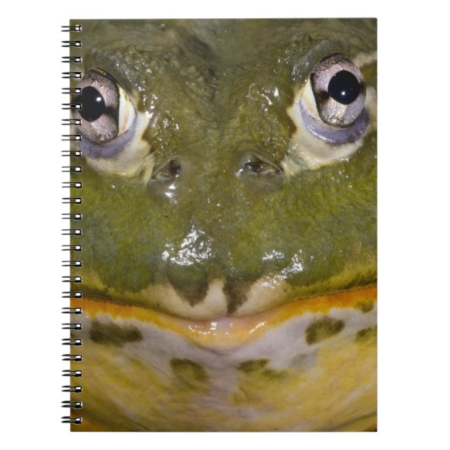 Cuaderno Rana toro excavadora africana, Pyxicephalus (Frente)
