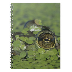 Cuaderno Rana toro, Rana catesbeiana, adulta en lenteja de
