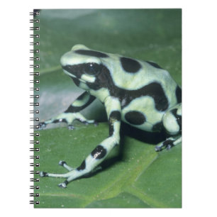 Cuaderno Rana venenosa, (Dendrobates auratus) Cahuita