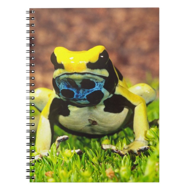 Cuaderno Rana venenosa, Dendrobates tinctorius, (Frente)