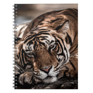 Cuaderno ranthambore macho salvaje tigre retrato de imagen 