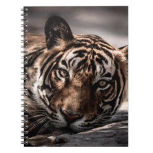 Cuaderno ranthambore macho salvaje tigre retrato de imagen 