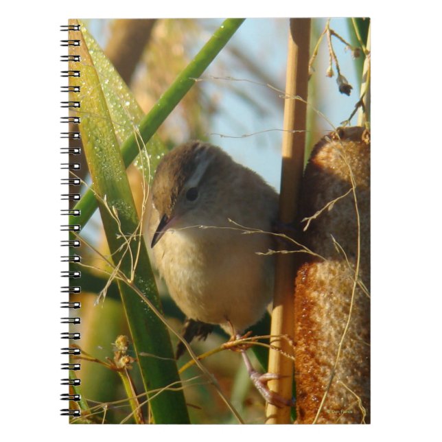 Cuaderno Rascón de carrizo B3 en eneas (Frente)