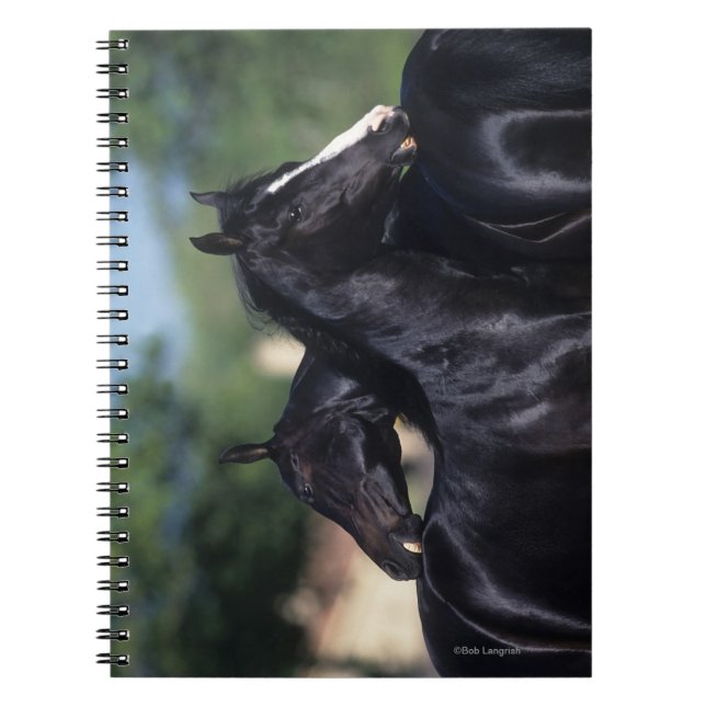 Cuaderno Rasguño árabe del caballo (Frente)