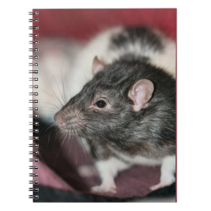 Cuaderno Rata