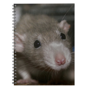Cuaderno Rata curiosa