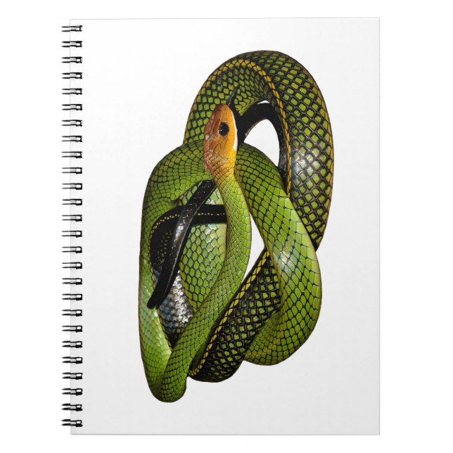 Cuaderno Ratsnake Negro-dejado un margen o serpiente de (Frente)