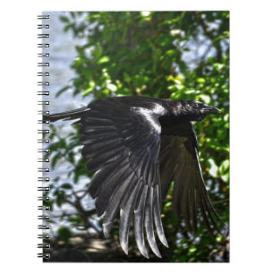 Cuaderno Raven volando en Sunlight Wildlife Photo