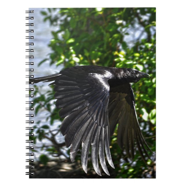 Cuaderno Raven volando en Sunlight Wildlife Photo (Frente)