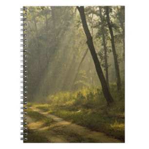Cuaderno Rayo de luz matutino a través de árboles en selva