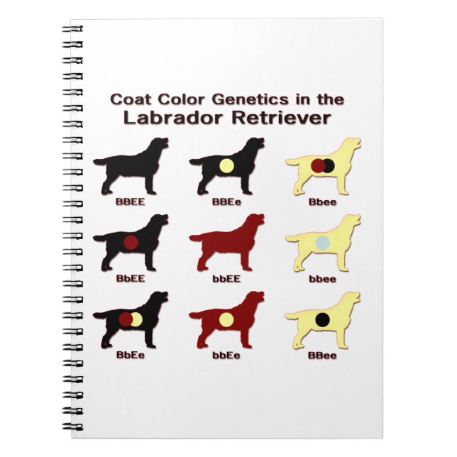 Cuaderno Recuperador de Labrador (Frente)