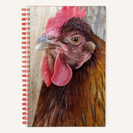 Cuaderno Red Chicken Hen Photo