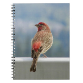 Cuaderno Red Finch Check out the View.