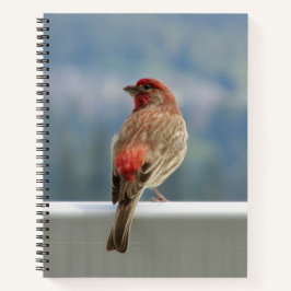 Cuaderno Red Finch Check out the View.
