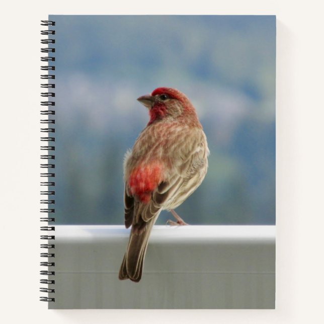 Cuaderno Red Finch Check out the View. (Anverso)