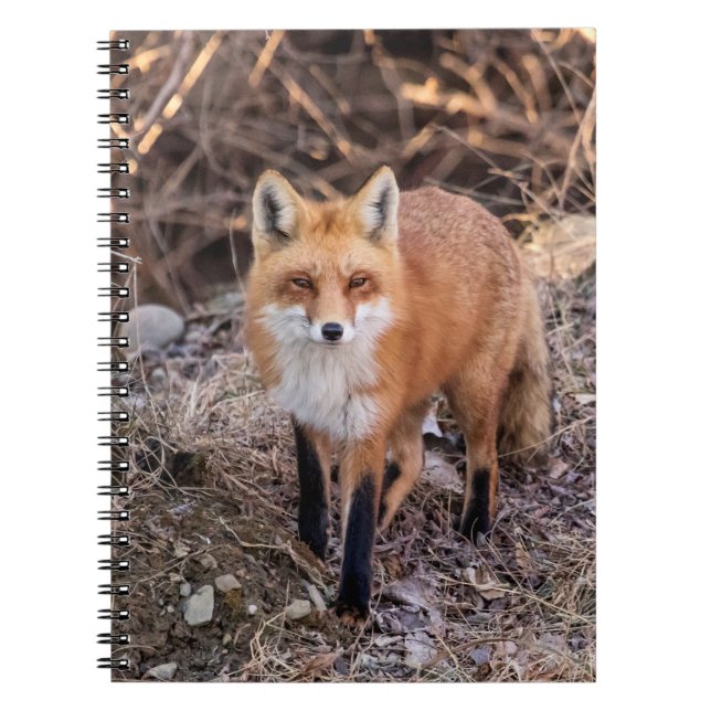 Cuaderno Red Fox cerca y personal (Frente)