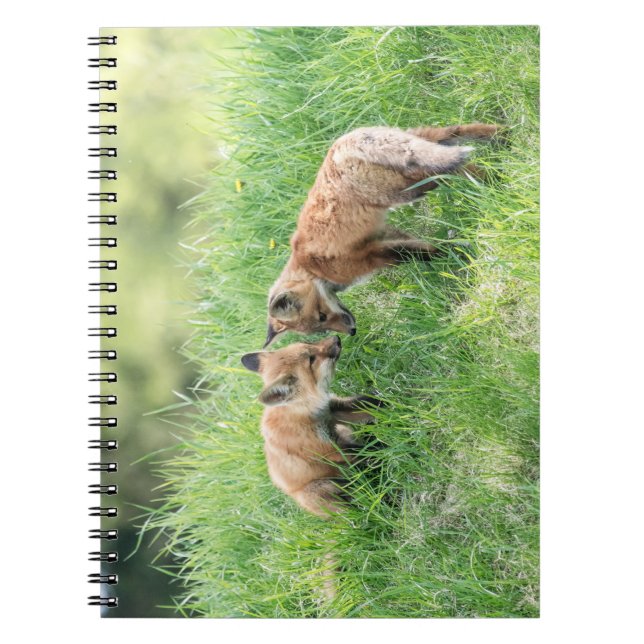 Cuaderno Red Fox Kits (Frente)