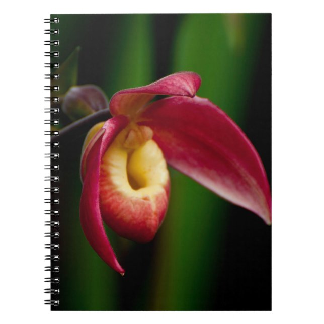 Cuaderno Red Lady Slippers Orchid (Frente)