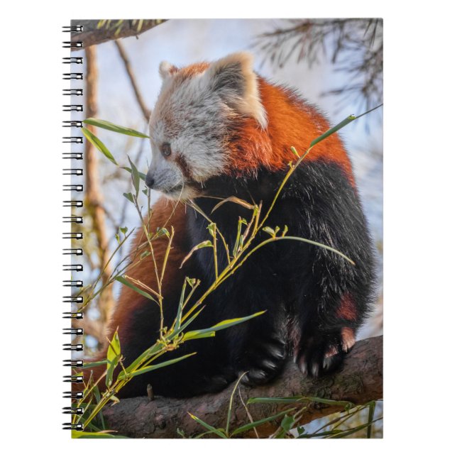 Cuaderno Red panda (Frente)