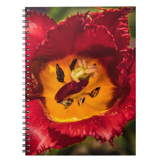 Cuaderno Red tulip (Frente)