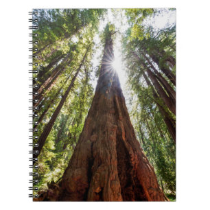 Cuaderno Redwoods imponentes