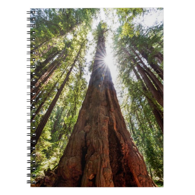 Cuaderno Redwoods imponentes (Frente)