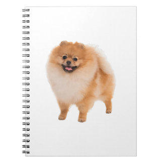 Cuaderno Regalo de perro de Pomerania