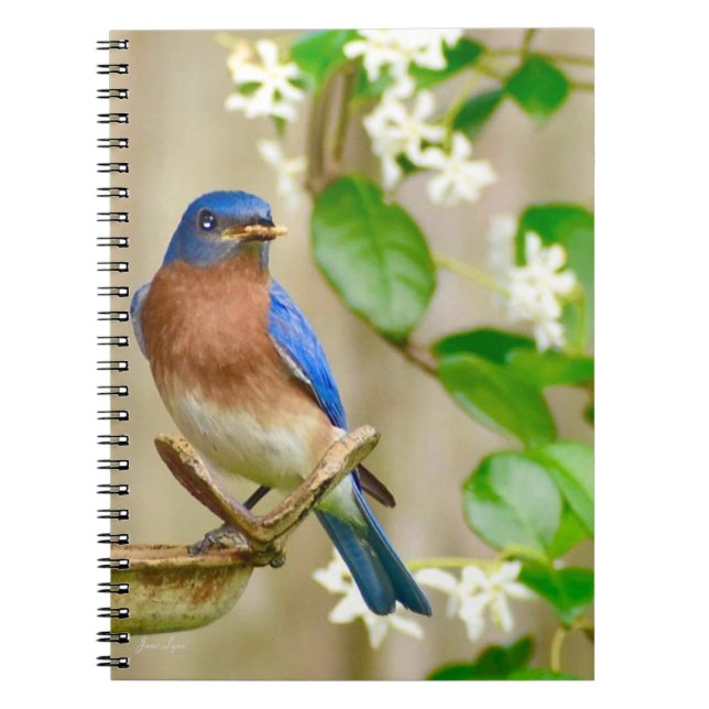 Cuaderno Regalo del diario de la espiral del bloc de notas  (Frente)