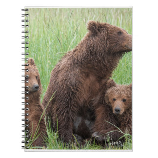 Cuaderno Regalos De Oso Real, Oso Grizzly, Diario De Oso Gr