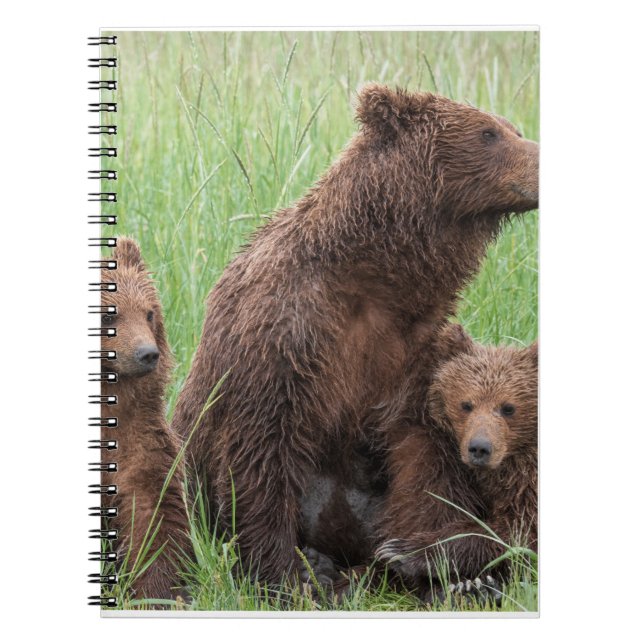 Cuaderno Regalos De Oso Real, Oso Grizzly, Diario De Oso Gr (Frente)