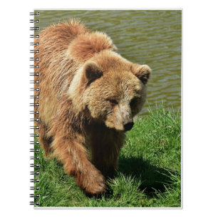 Cuaderno Regalos De Oso Real, Oso Grizzly, Diario De Oso Gr
