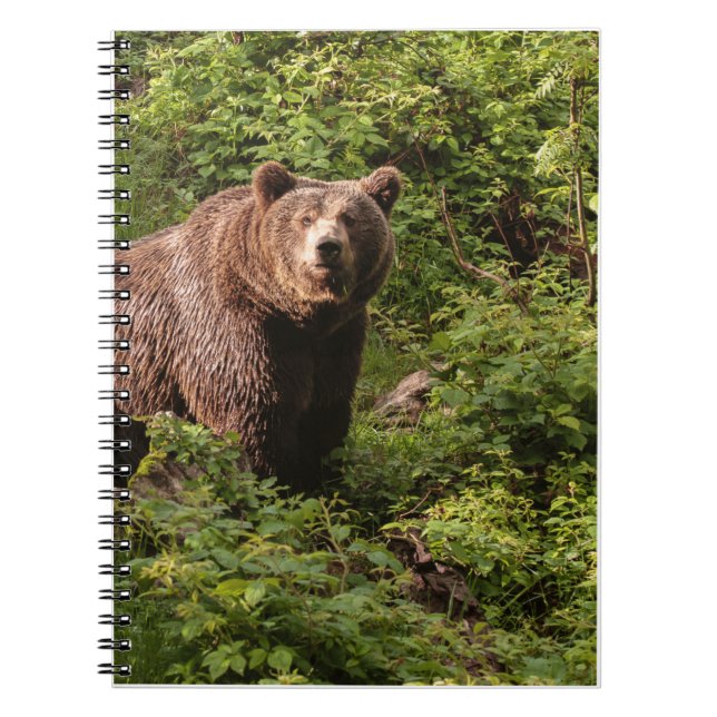 Cuaderno Regalos De Oso Real, Oso Grizzly, Diario De Oso Gr (Frente)